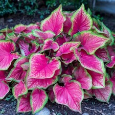 Caladium tiki torch for sale  Alexander