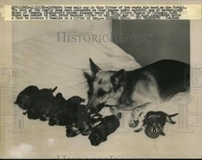 1960 press photo for sale  Memphis