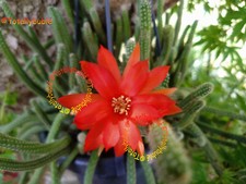 Bouture cutting chamaecereus usato  Spedire a Italy