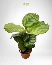 Pianta calathea orbifolia usato  Terlizzi