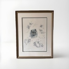 Daphne baxter persian for sale Daphne baxter persian for sale  RYDE