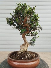 Bonsai wild live gebraucht kaufen  Augsburg