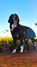 Hunter hundemantel uppsala gebraucht kaufen  Eberstadt
