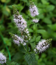 Mentha piperita menta usato  Torino