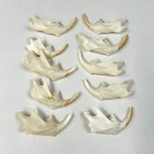 Lot assorted muskrat for sale  Waseca