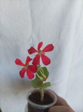 Geranie pelargonium heart gebraucht kaufen  Reiskirchen