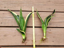 dracaena for sale dracaena for sale Louisville