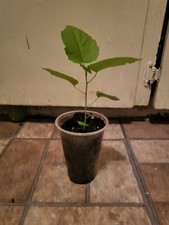 Fig tree live for sale  Selma