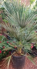 Mediterranean fan european for sale  North Las Vegas