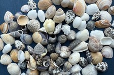 Muscheln & Schnecken gebraucht kaufen Muscheln & Schnecken gebraucht kaufen Triefenstein