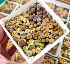 Mixed 50pcs colourful for sale  WALSALL