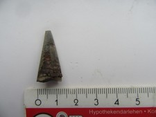 Fossilien belemnit clapier gebraucht kaufen  Biebertal