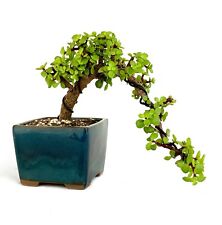 Jade bonsai tree for sale  Marietta