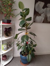 Rubber plant 5ft for sale  SOUTHSEA