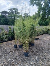 Fargesia robusta campbell for sale  EGHAM