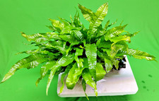 Java fern moss for sale  SCUNTHORPE