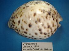 Cypraea tigris giant d'occasion  Conty