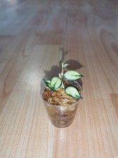 Hoya lacunosa variegata gebraucht kaufen  Berlin