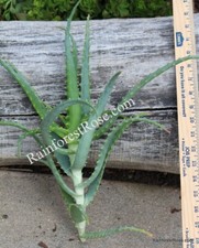 Plant aloe arborescens for sale  Milpitas