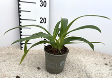 Phragmipedium kovachii maestos usato  Spedire a Italy