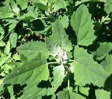 Lambs quarters tree for sale  Austin