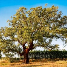 Alberi sughera piantine usato  Quartu Sant Elena