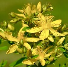 000x johns wort for sale  DEWSBURY