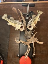 Double bass fish for sale  Winchester