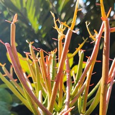 Firestick pencil cactus for sale  Wauchula