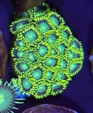 Meerwasser stein aquarium gebraucht kaufen  Georgsmarienhütte