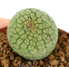 Larryleachia cactiformis cactu for sale  Shipping to United Kingdom
