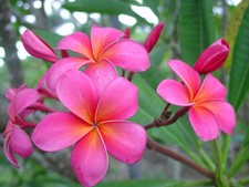 Graines plumeria rubra d'occasion  Paris-