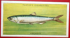 Cartão ilustrado vintage década de 1930 ANCHOVY Sea Fish DE23M, usado comprar usado  Enviando para Brazil