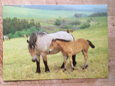 Postkarte pferde ddr gebraucht kaufen  Hamburg