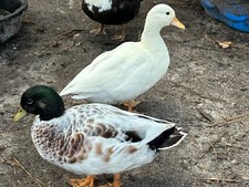 fertilized eggs duck for sale fertilized eggs duck for sale Conway