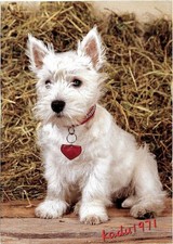 433) AK Junger West Highland White Terrier, "Westie" Dog, Hunde Postkarte Tiere comprar usado  Enviando para Brazil