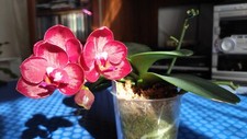 Phalaenopsis haur jin d'occasion  Digne-les-Bains