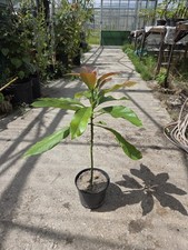 avocado tree for sale avocado tree for sale PRESTON