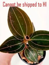 Jewel orchid live for sale  Danielson