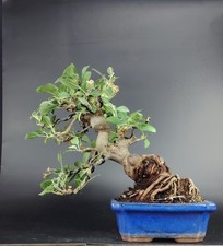 Bonsai melo giapponese usato  Cison di Valmarino