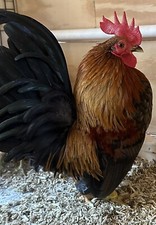 Serama chicken hatching for sale  Middleburg