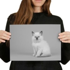 White baby ragdoll for sale  SELBY