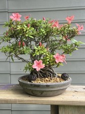 Japanese satsuki azalea for sale  Pittsburgh