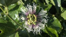 Homegrown purple passion for sale  Groveland