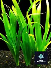 Giant vallis vallisneria for sale  BELVEDERE