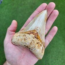 Good 4.71 megalodon d'occasion  Expédié en Belgium