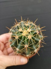 Ferocactus glaucescens blue for sale  Port Charlotte