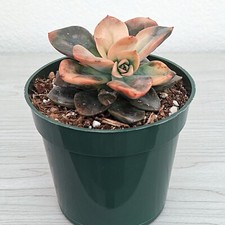 Succulent plant echeveria for sale  San Jose