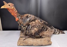 Stunning trophy wild for sale  Baton Rouge