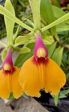 Epidendrum liberty sundown usato  Spedire a Italy